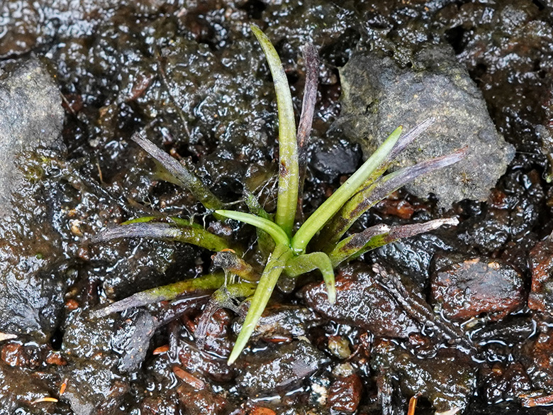 Isoetes lacustris