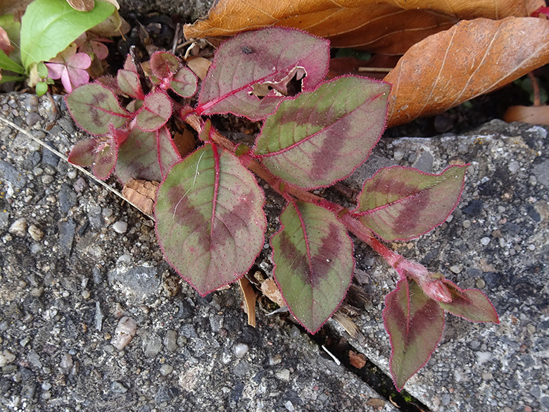 Persicaria capitata