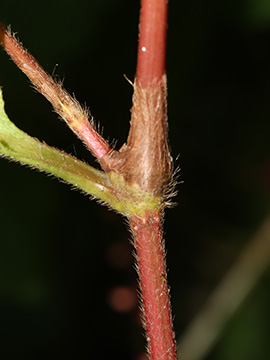 Persicaria virginiana