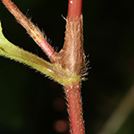 Persicaria virginiana - Virginia-Knöterich