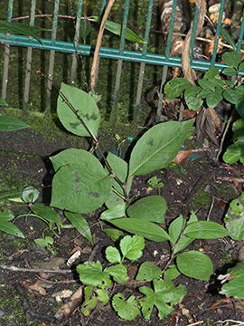 Persicaria virginiana