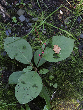 Persicaria virginiana