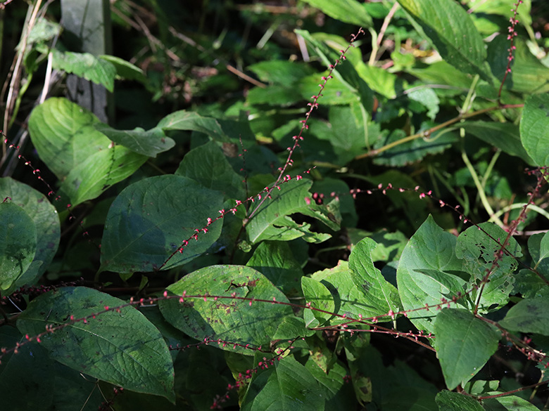 Persicaria virginana