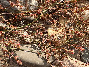 Polygonum arenastrum microspermum