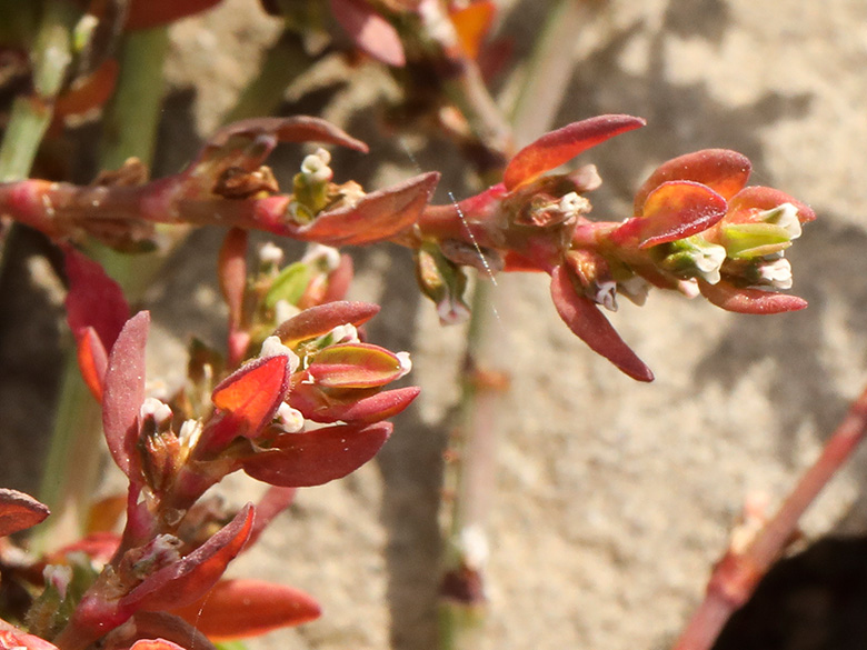 Polygonum arenastrum microspermum