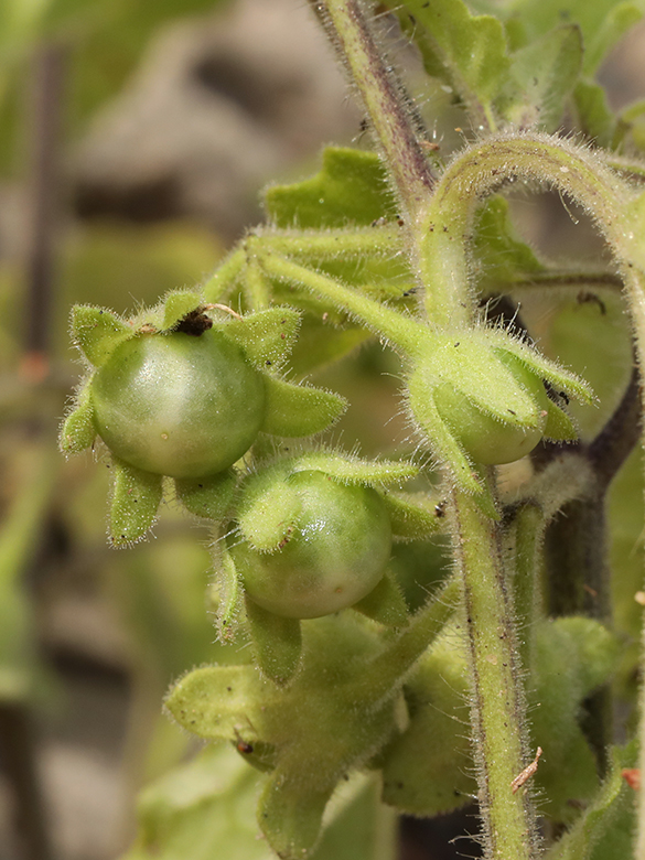 Solanum sarrachoides
