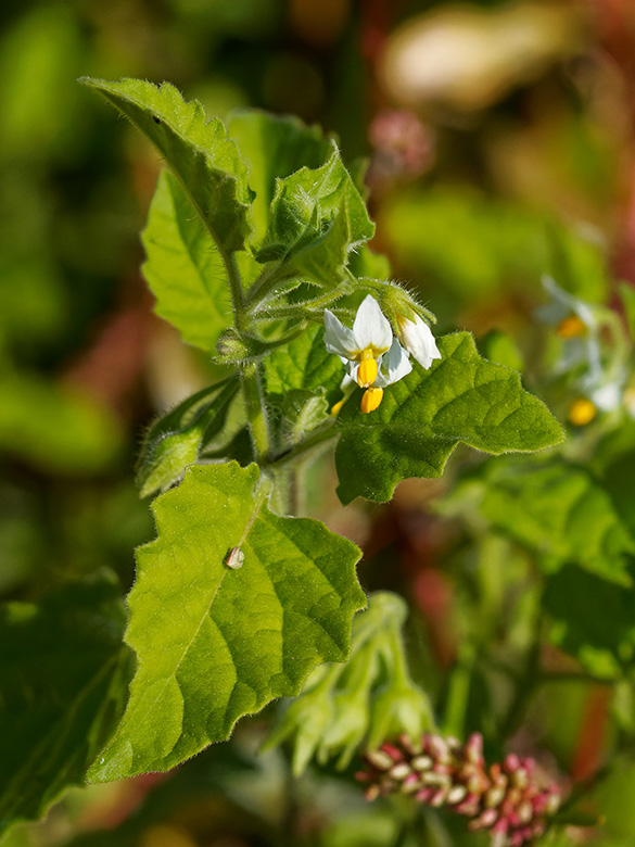 Solanum sarrachoides