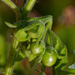 Solanum sarrachoides - Saracha-Nachtschatten